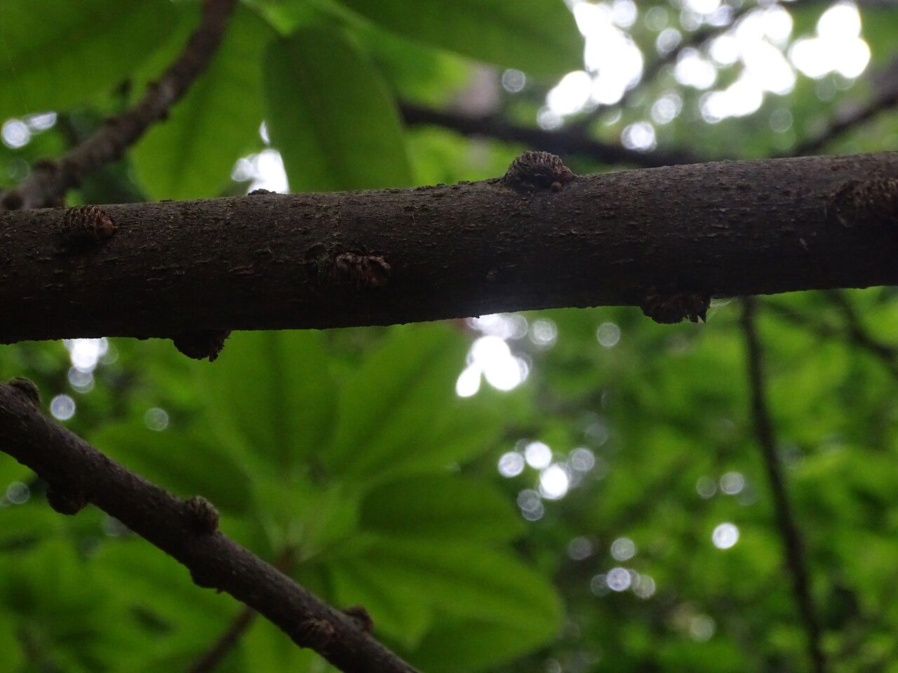Ficus subpisocarpa bark
