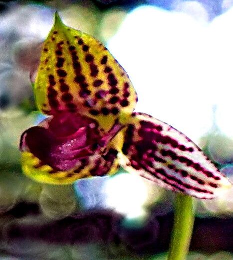 Bulbophyllum francoisii flower