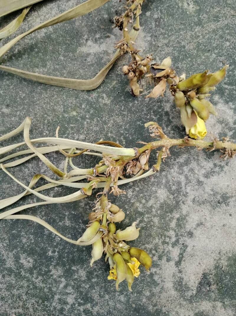 Markhamia tomentosa fruit