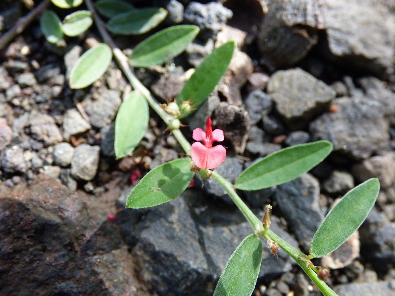 Indigofera linifolia flower