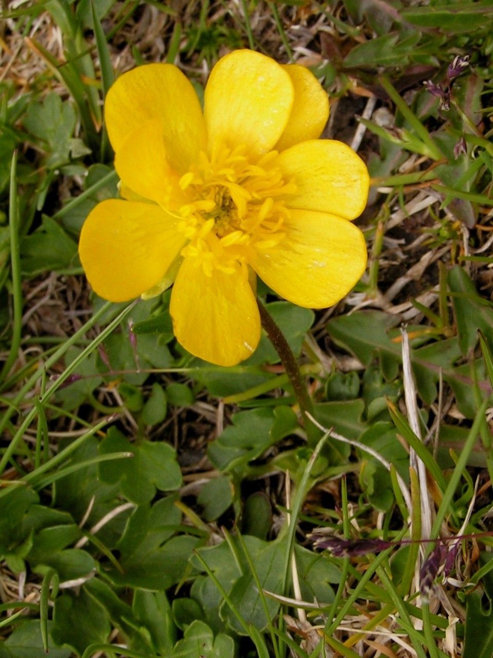 Ranunculus grenierianus habit
