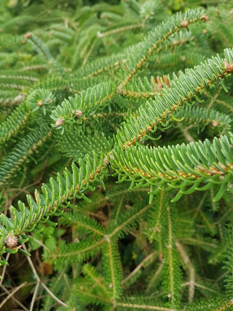 Abies × vilmorinii — houseplant care guide