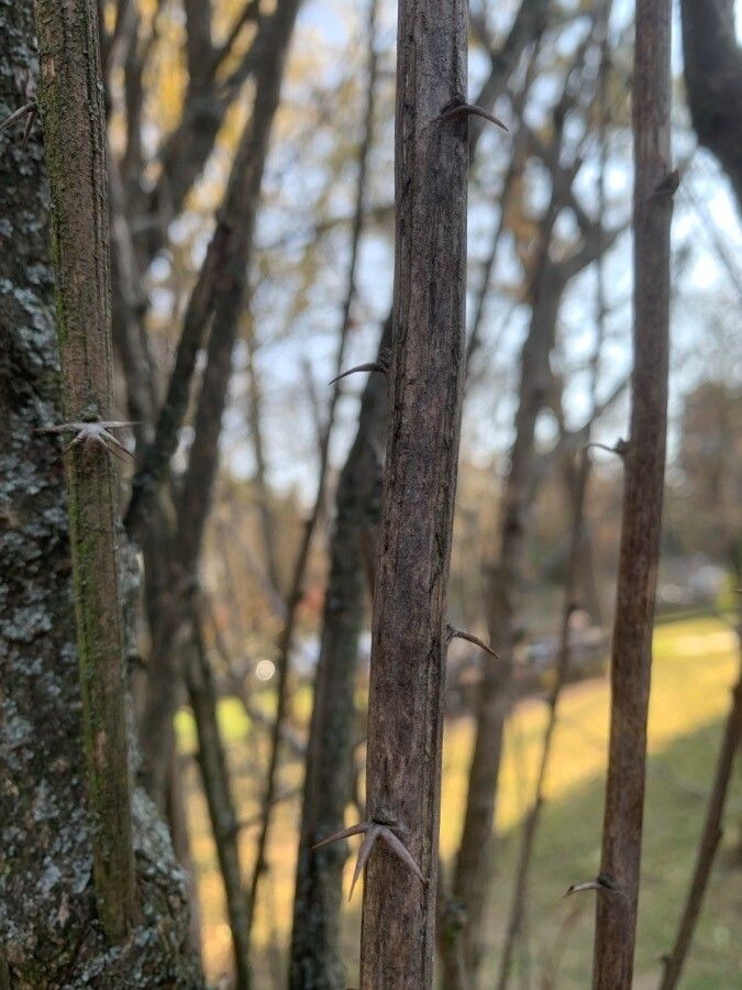 Berberis x ottawensis bark