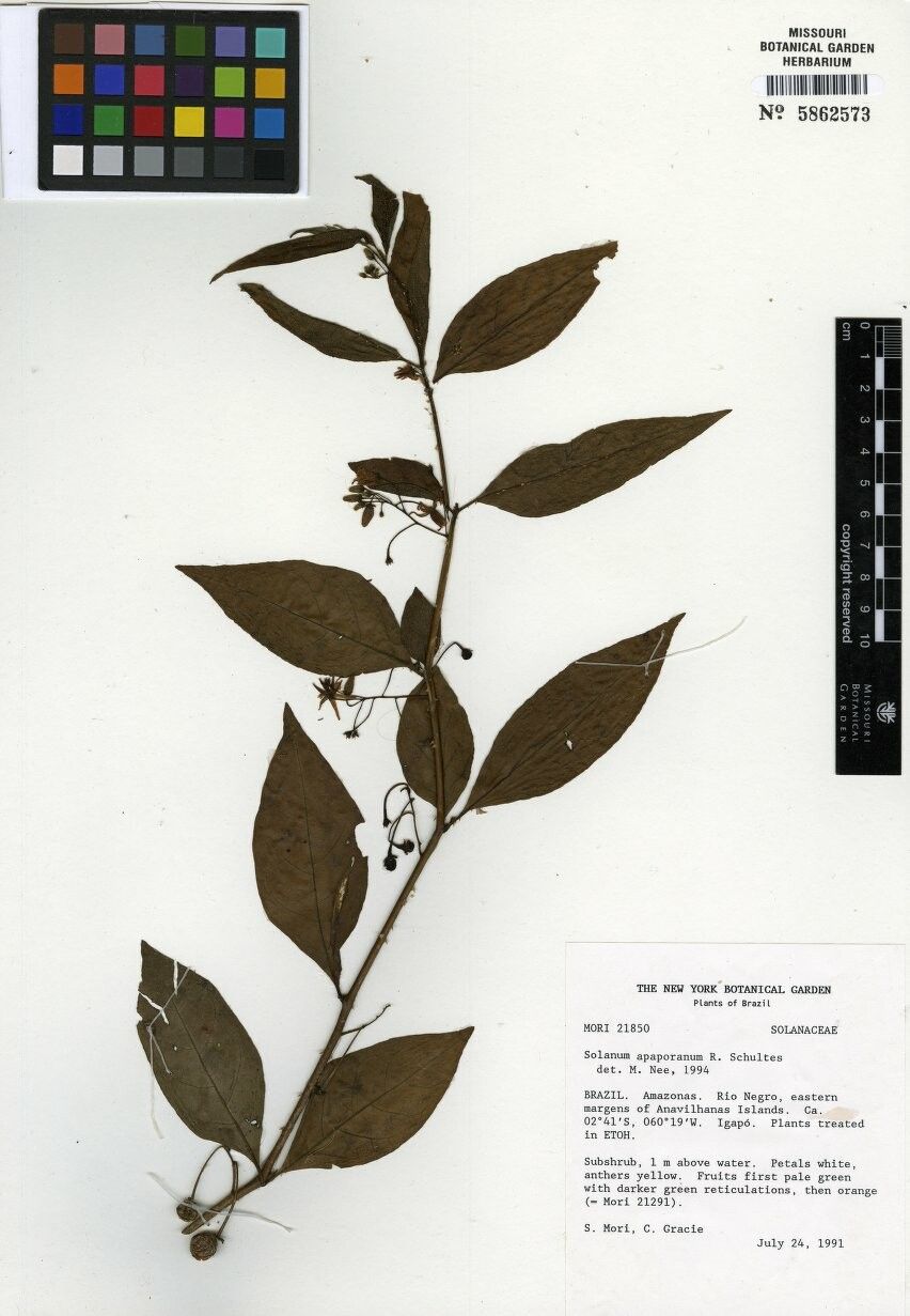 Solanum apaporanum — houseplant care guide