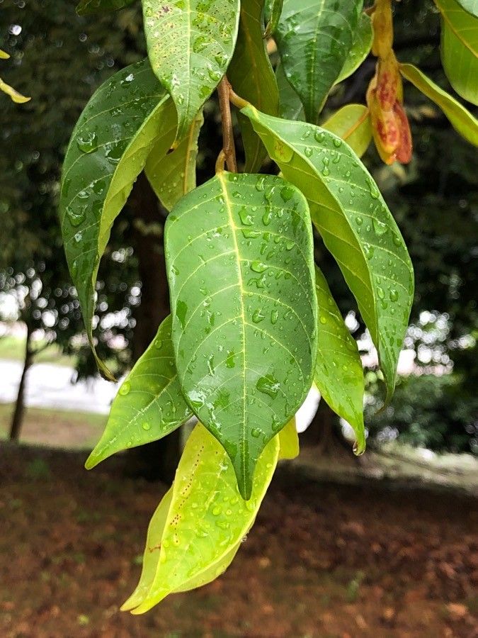 Shorea acuminata — houseplant care guide