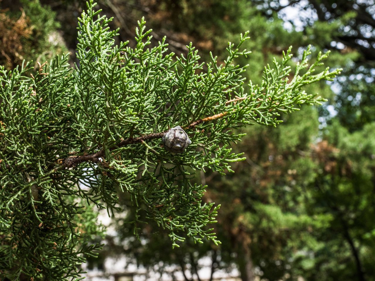 Cupressus goveniana other
