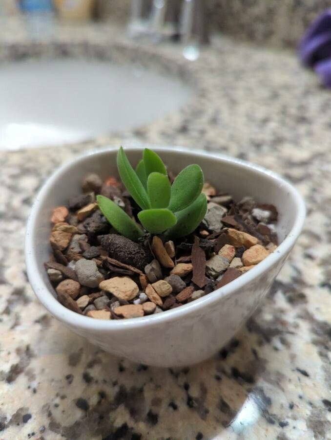 Crassula lanuginosa leaf