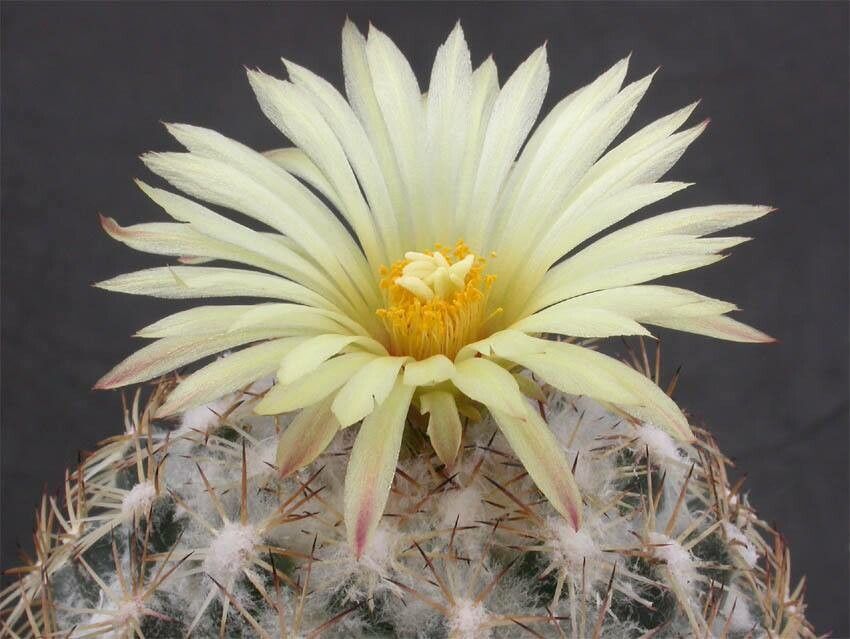 Coryphantha spp. — search result for 'Coryphantha'