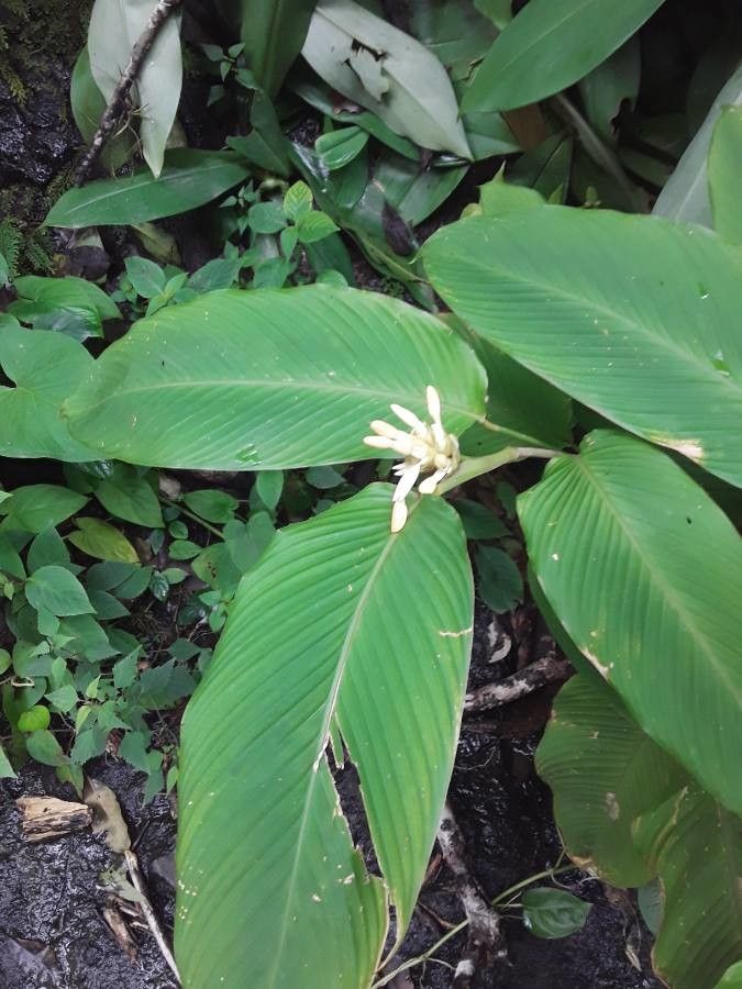 Goeppertia macrosepala — search result for 'Goeppertia'