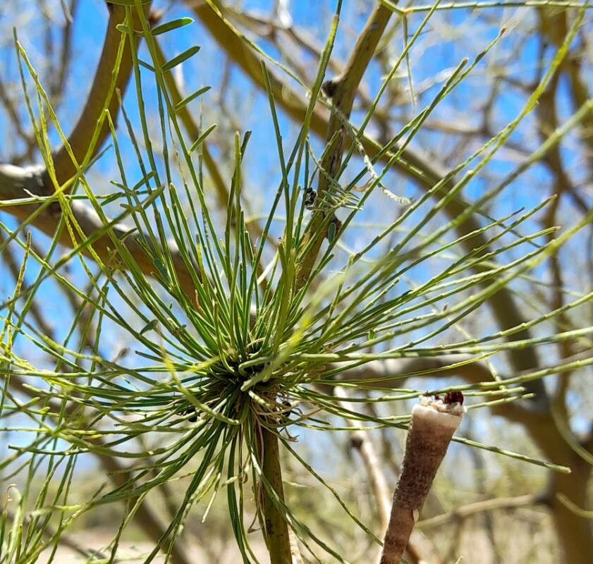 Mimosa ephedroides leaf