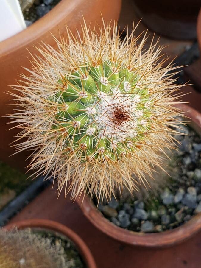 Parodia stuemeri leaf
