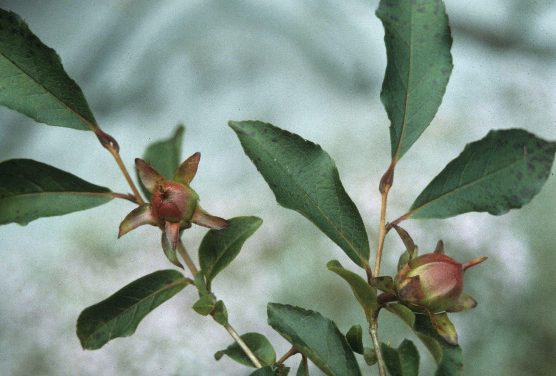Stewartia serrata — search result for 'Stewartia'