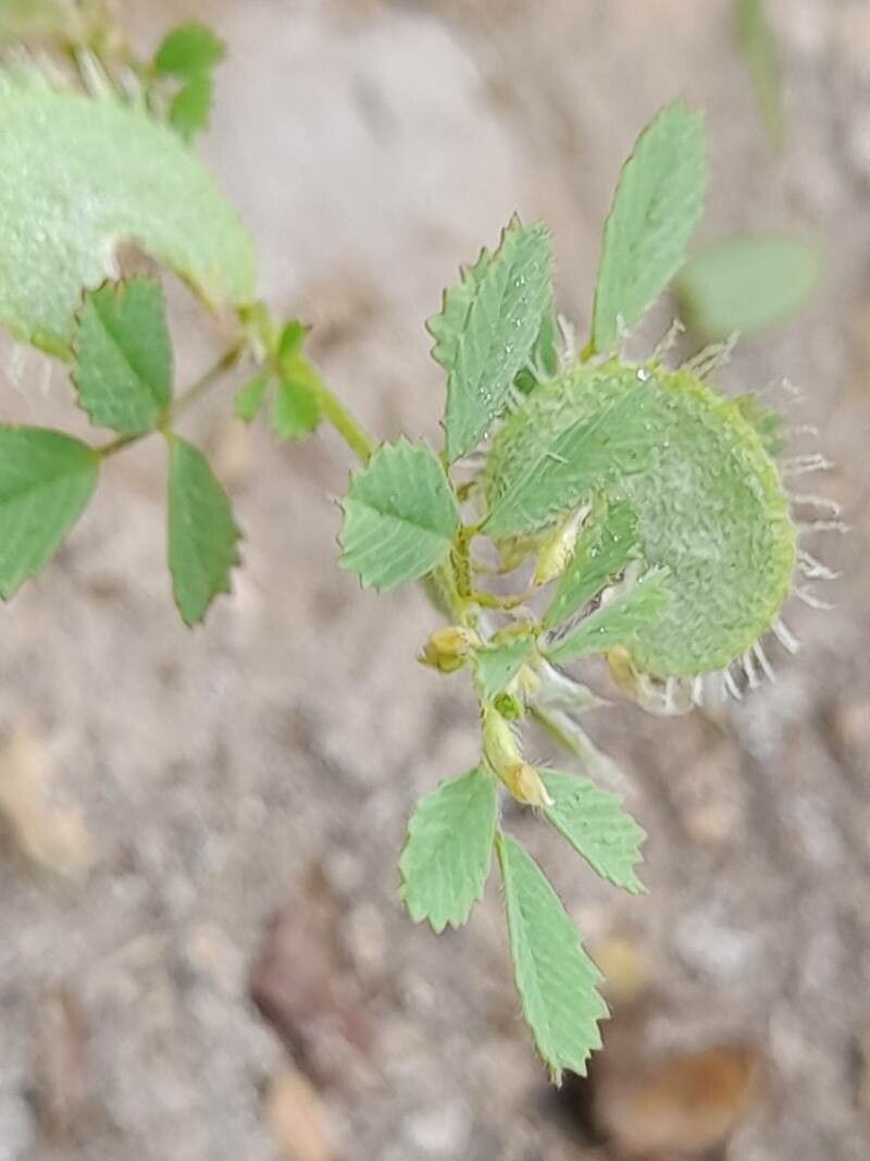 Medicago radiata flower