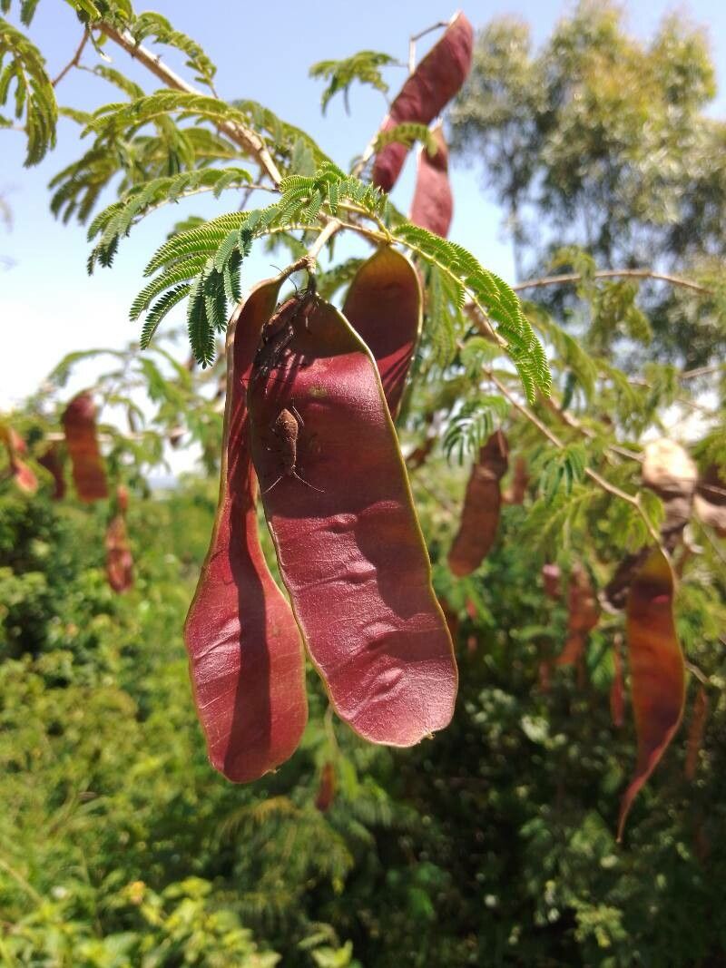 Senegalia gaumeri fruit