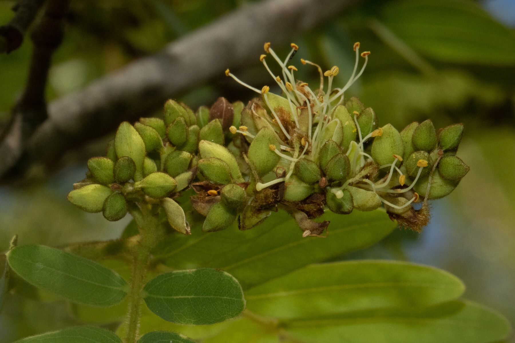 Brachystegia utilis flower