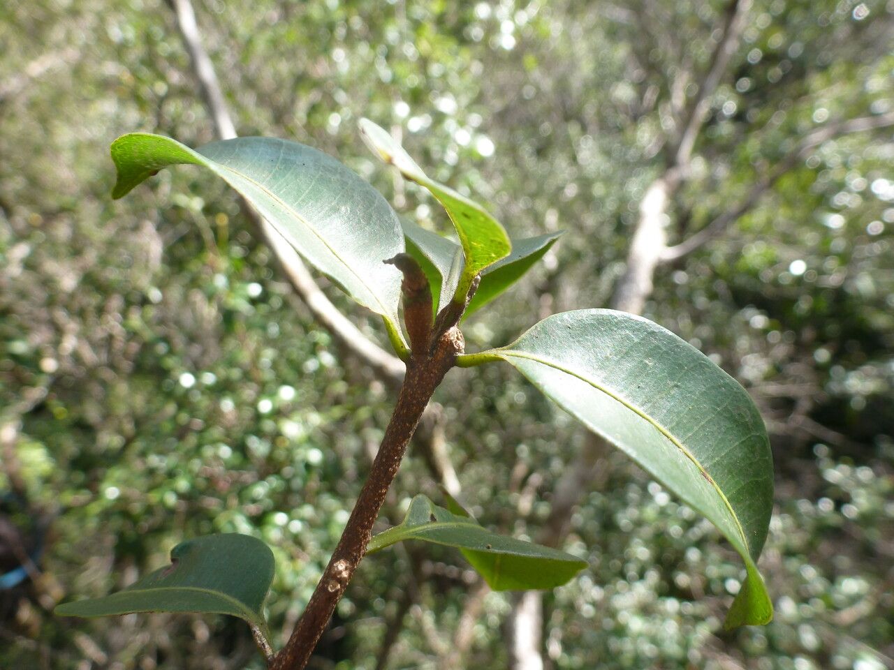 Pouteria eugeniifolia leaf