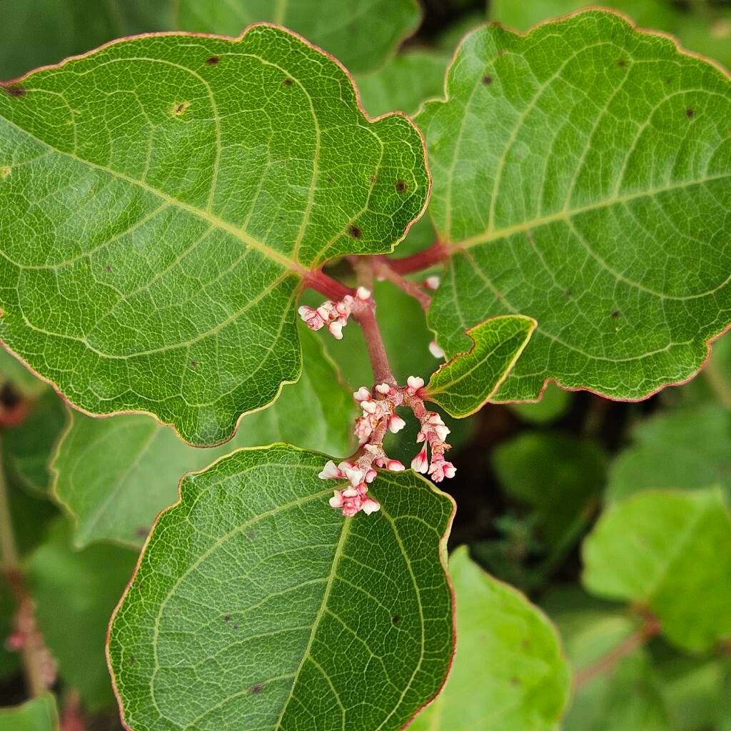 Reynoutria compacta flower