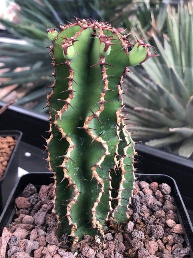 Euphorbia avasmontana — houseplant care guide