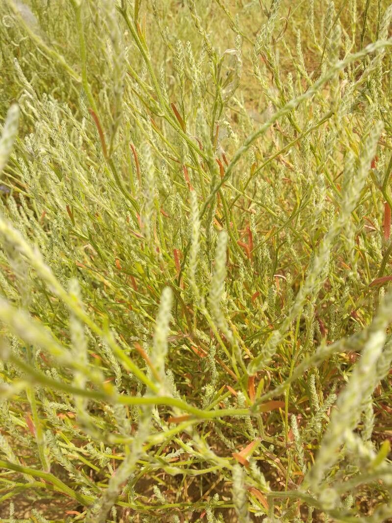 Corispermum pallasii flower