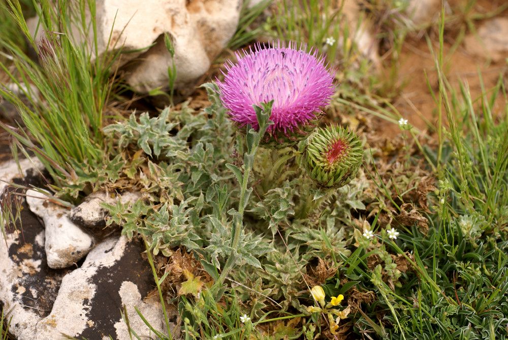Carduus ballii habit