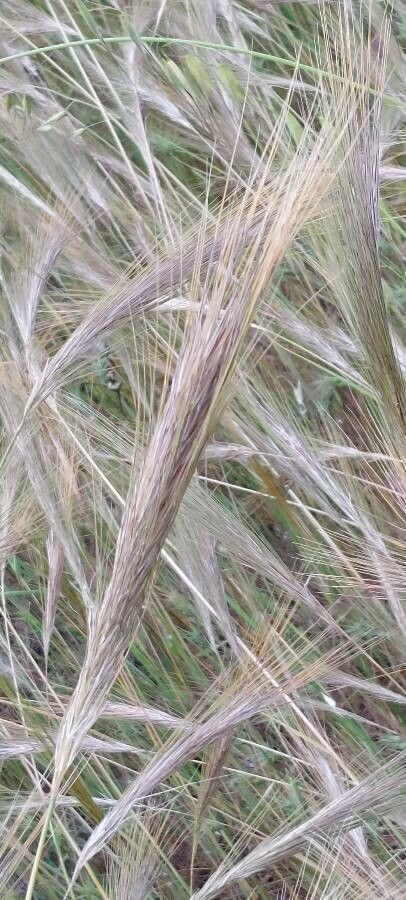 Stipella capensis flower
