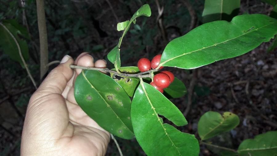 Huberantha nitidissima — search result for 'Annonaceae'