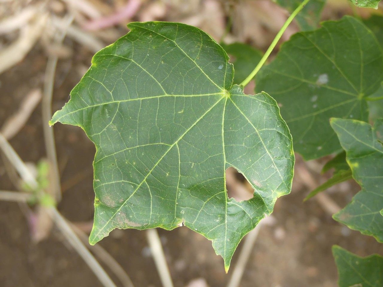 Hibiscus columnaris — search result for 'Hibiscus'