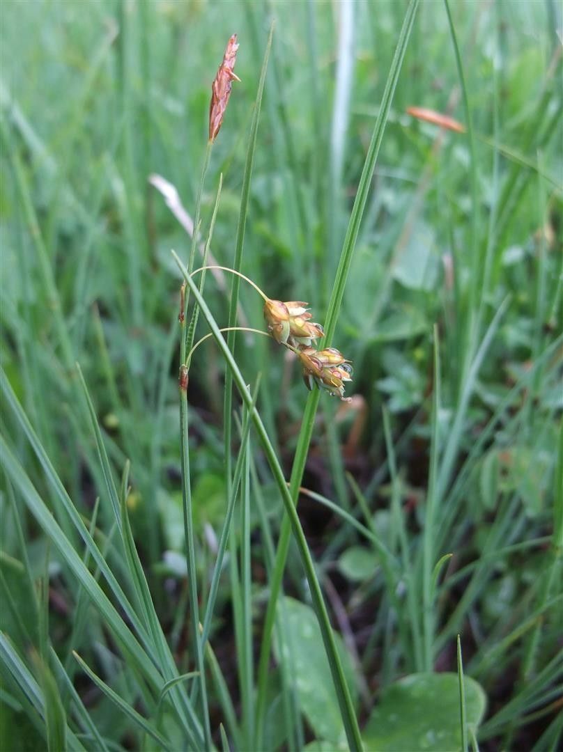 Carex limosa habit