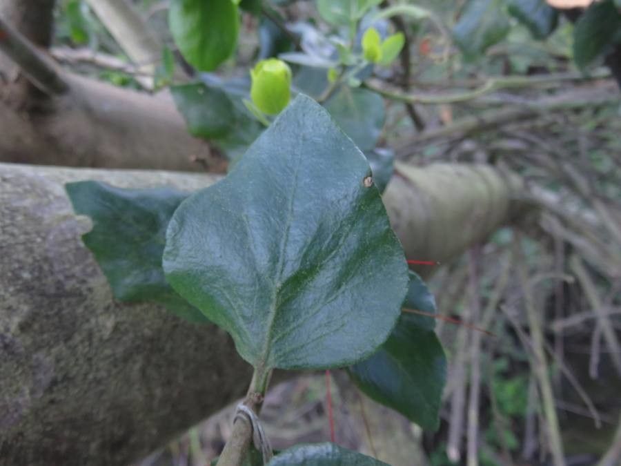 Tristerix corymbosus leaf