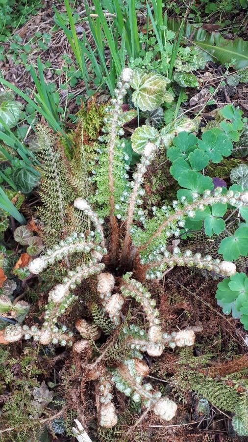 Athyrium niponicum leaf