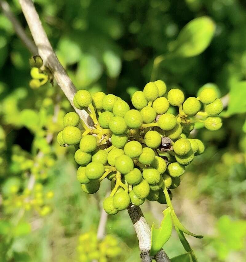 Zanthoxylum fagara fruit