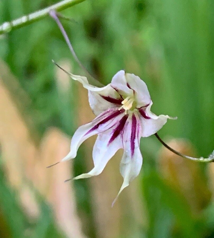 Melasphaerula ramosa flower
