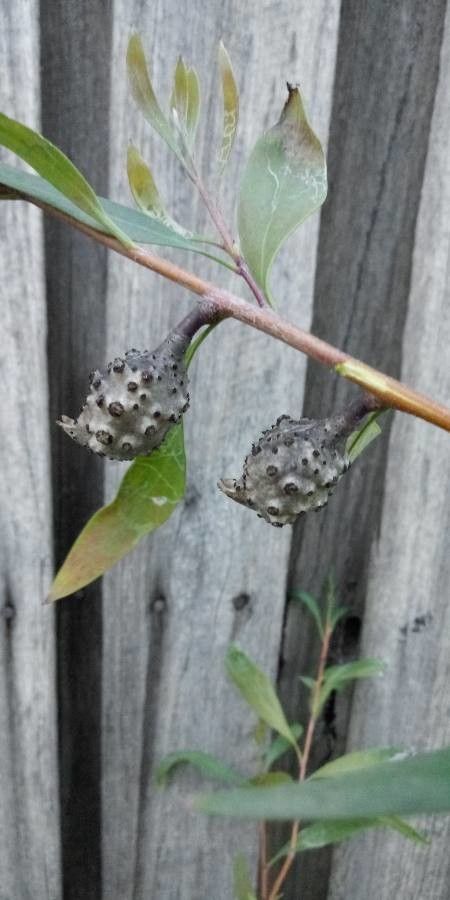 Hakea salicifolia fruit