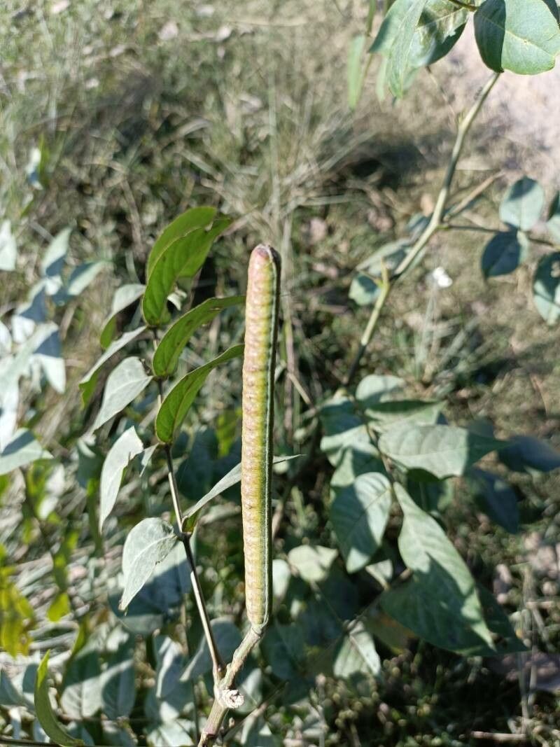 Senna occidentalis fruit