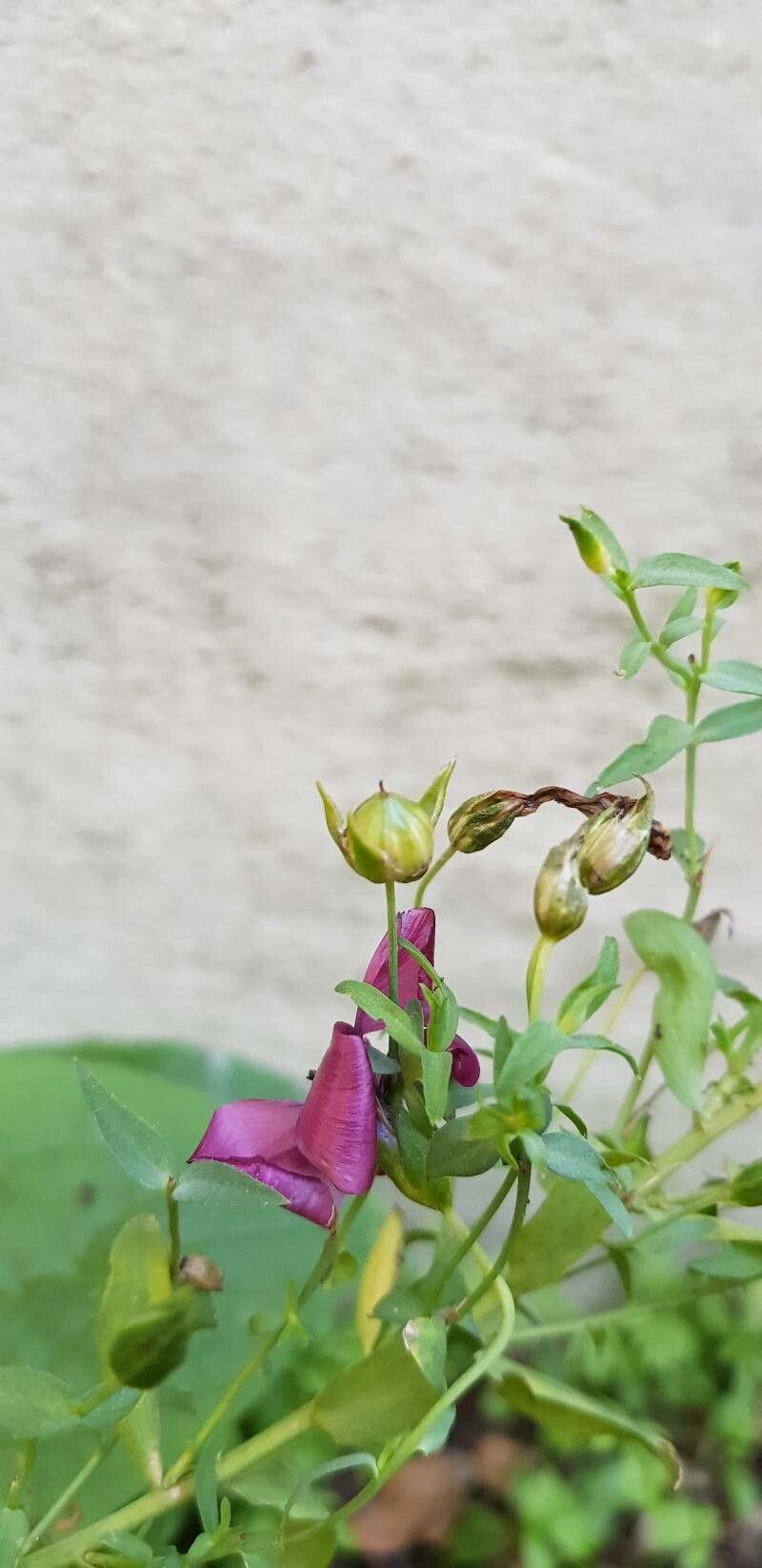 Linum grandiflorum fruit