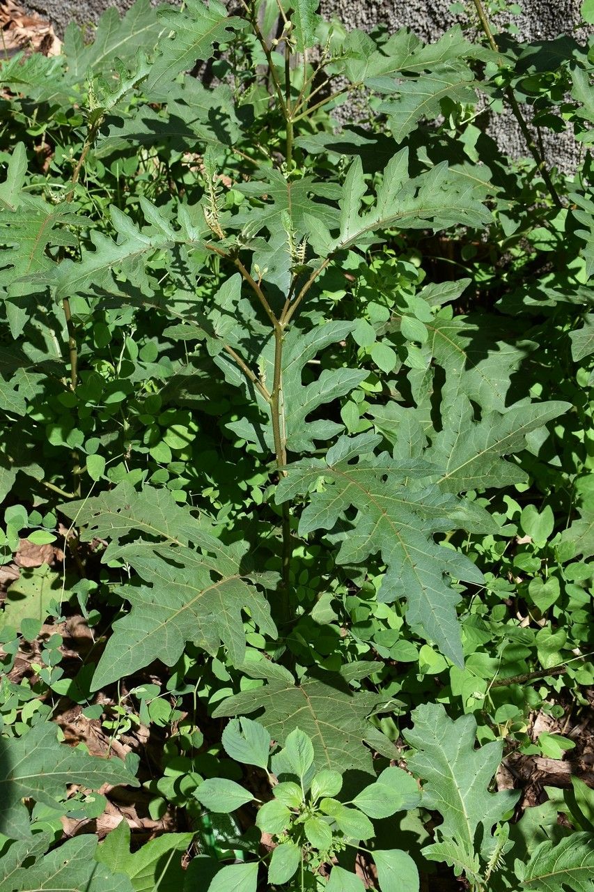 Solanum richardii habit