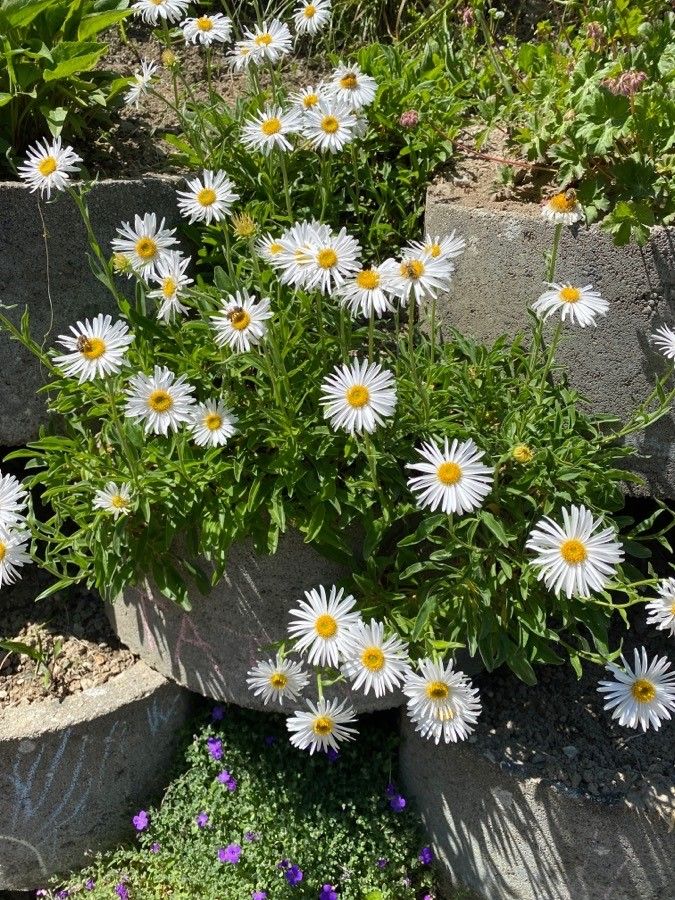 Erigeron coulteri habit