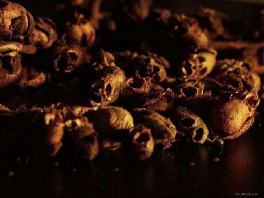 Sarcodes sanguinea flower