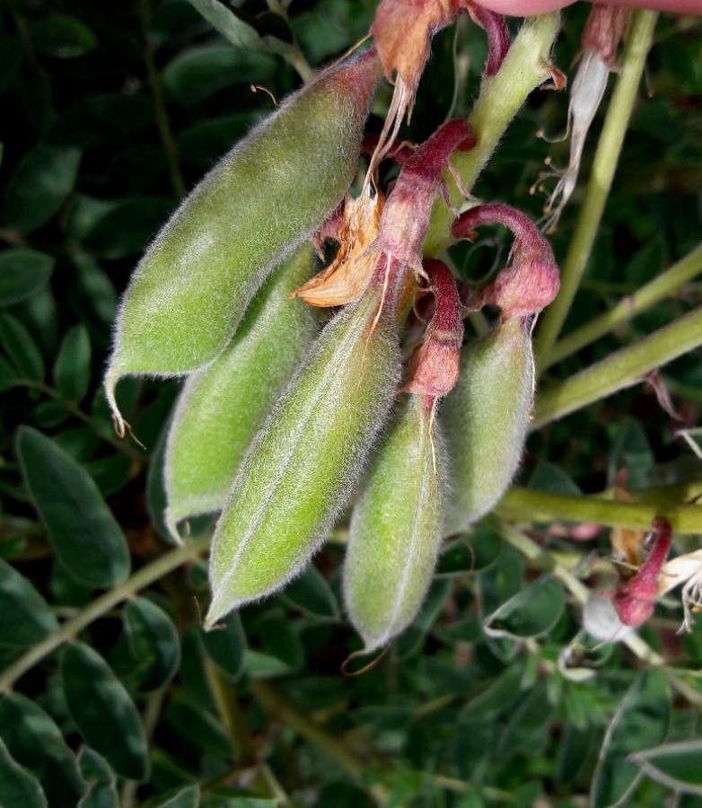 Erophaca baetica fruit