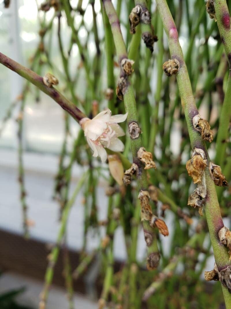 Rhipsalis puniceodiscus flower