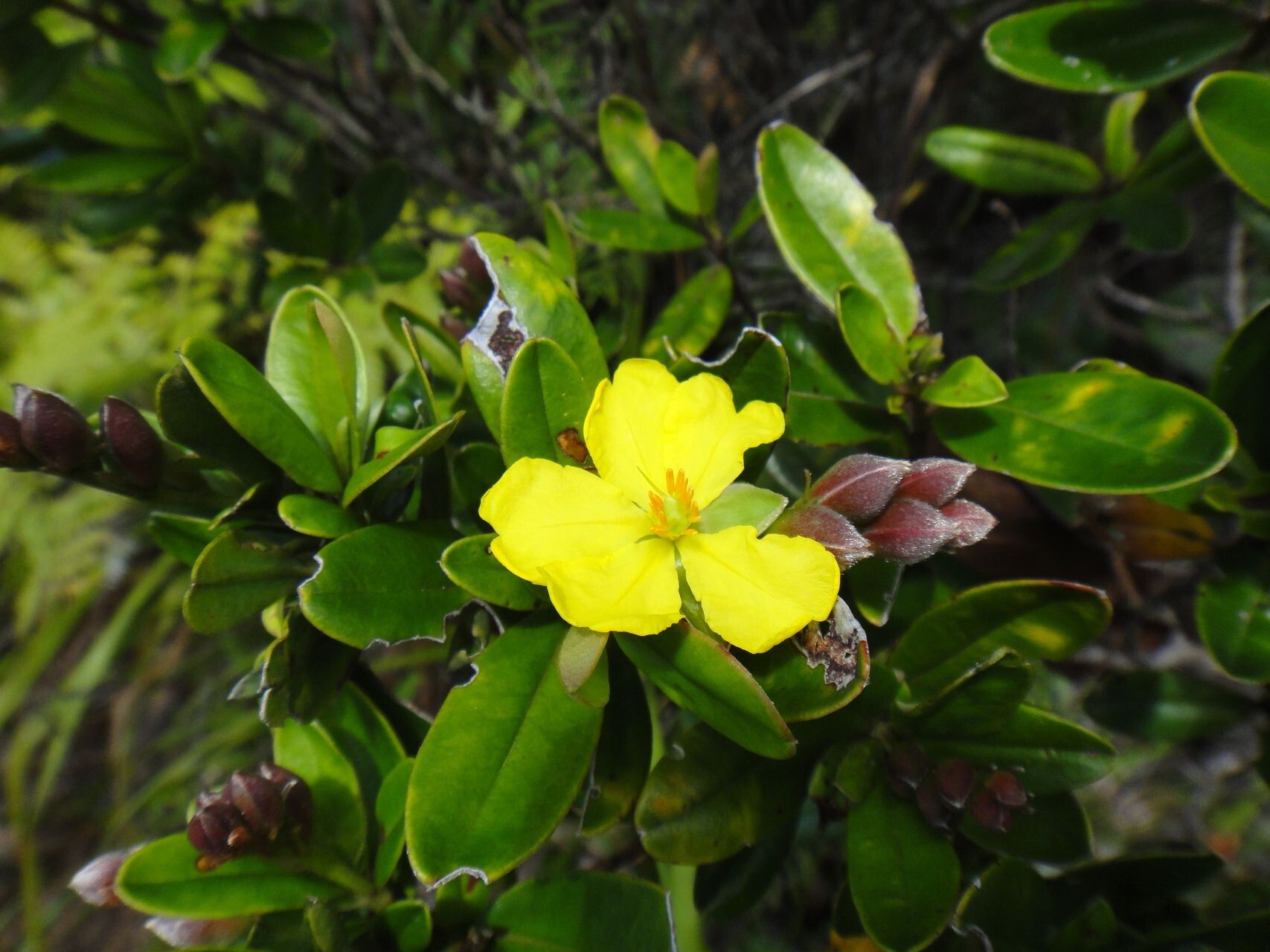 Hibbertia altigena flower