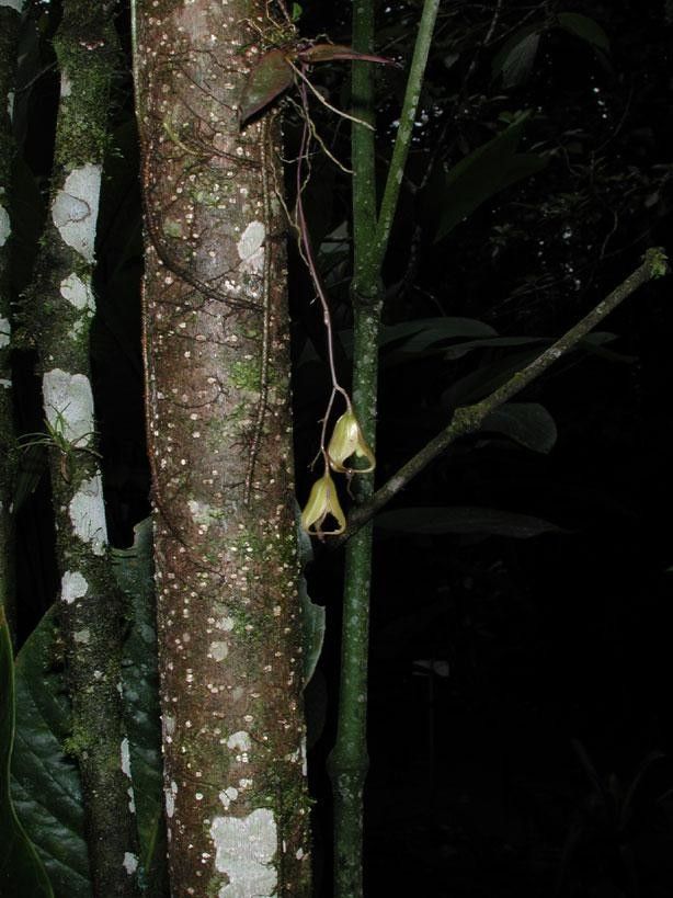 Leochilus labiatus bark