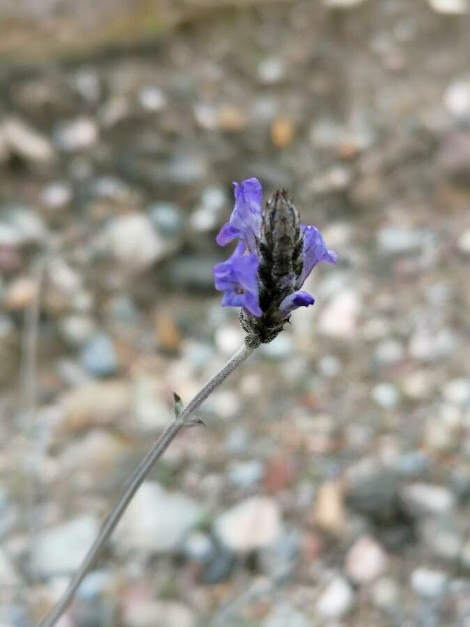 Lavandula multifida flower