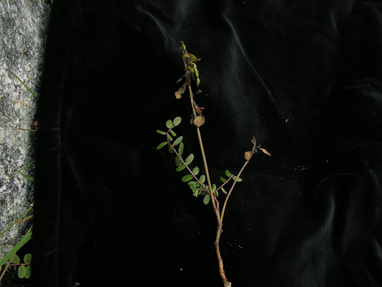 Hedysarum sikkimense habit
