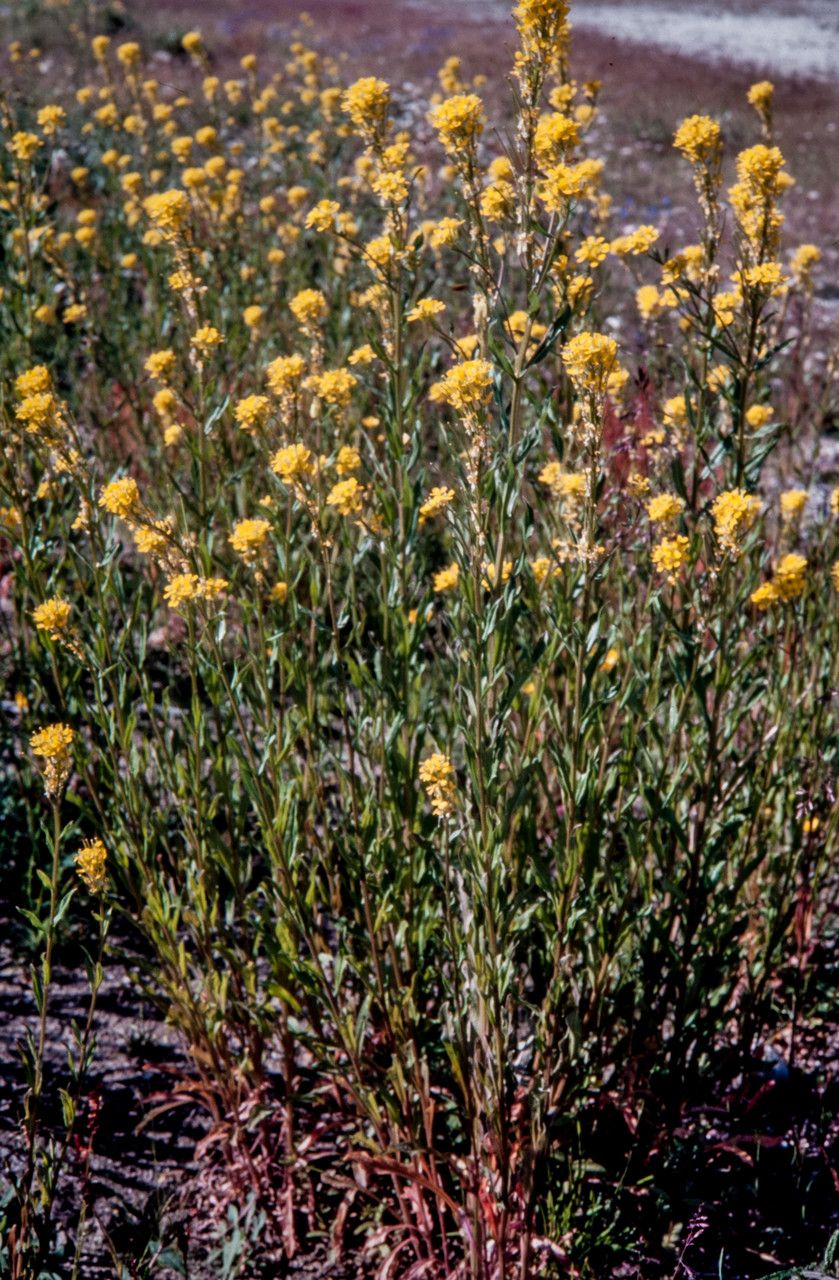 Erysimum hieraciifolium habit