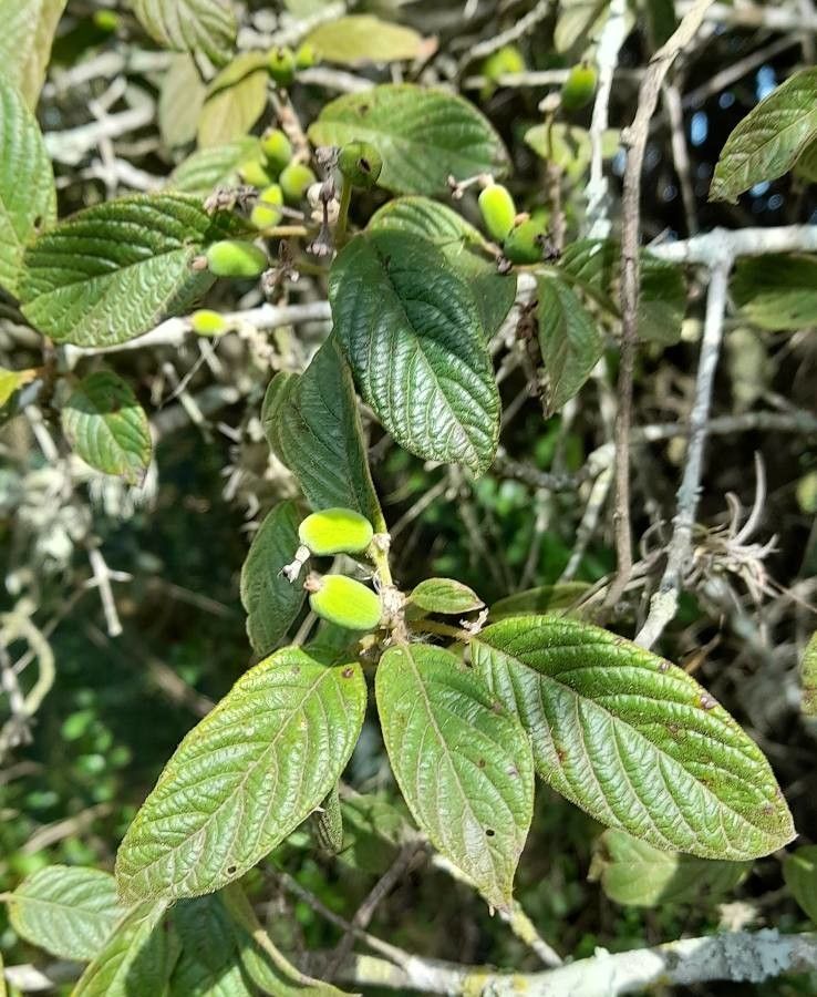 Guettarda uruguensis — houseplant care guide