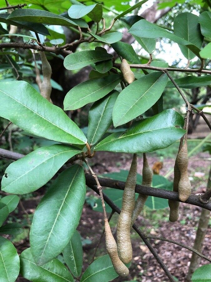 Quadrella indica — related species from the same genus