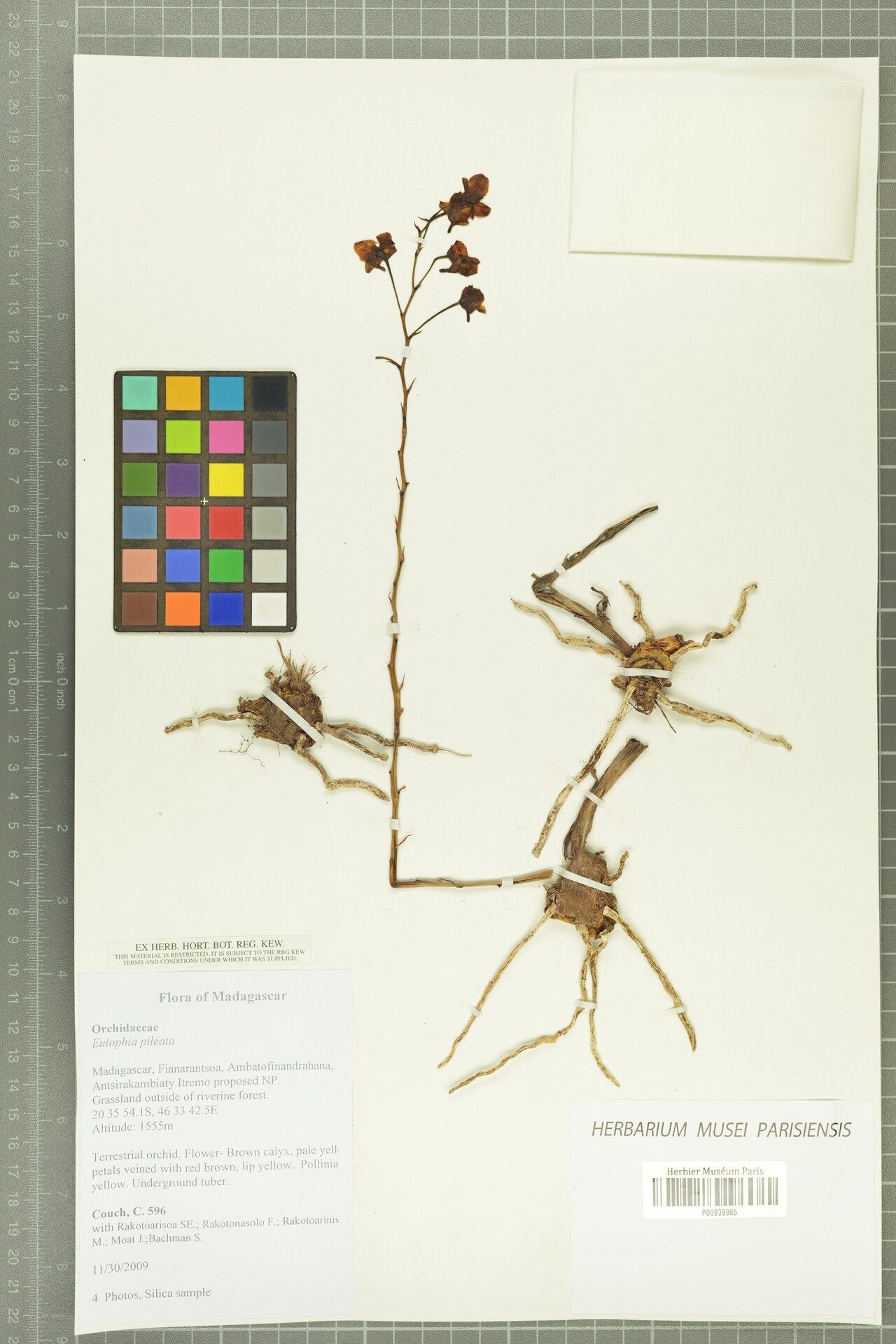 Eulophia pileata — houseplant care guide