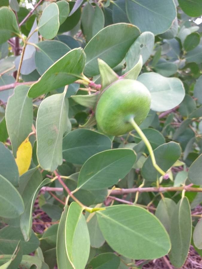Sonneratia alba fruit