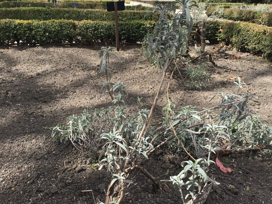 Salvia lavandula habit